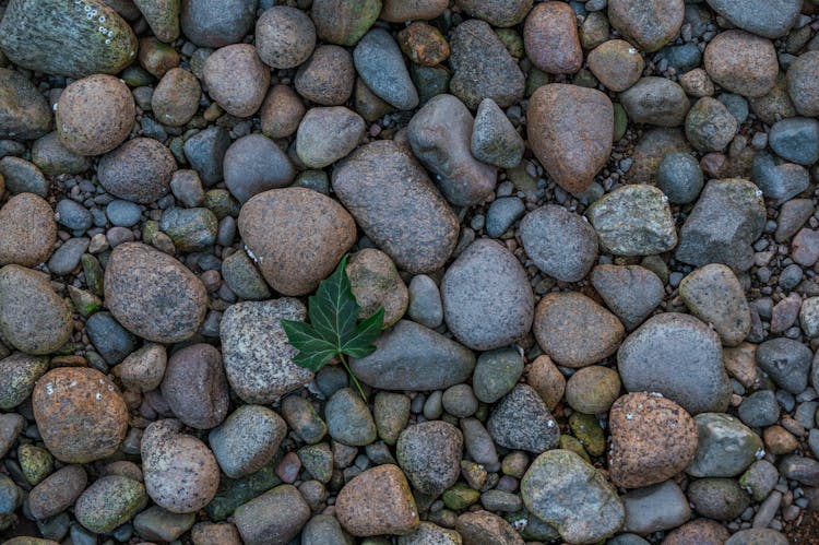 Single Green Leaf On Rocks