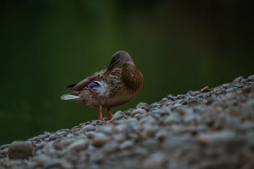 깃털, 동물 사진, 들오리의 무료 스톡 사진
