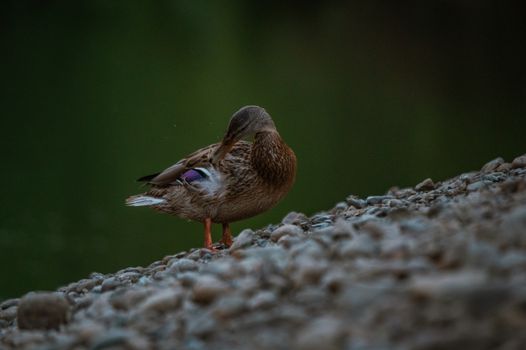 Gadwall brown duck cleaning its feathers