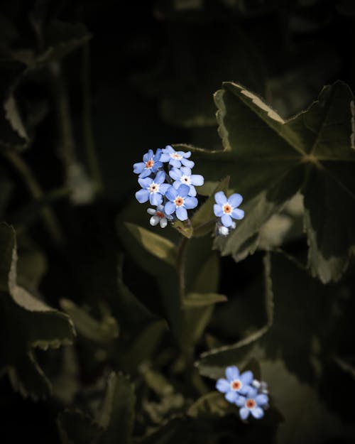 Close-Up Photo of Blue Flowers