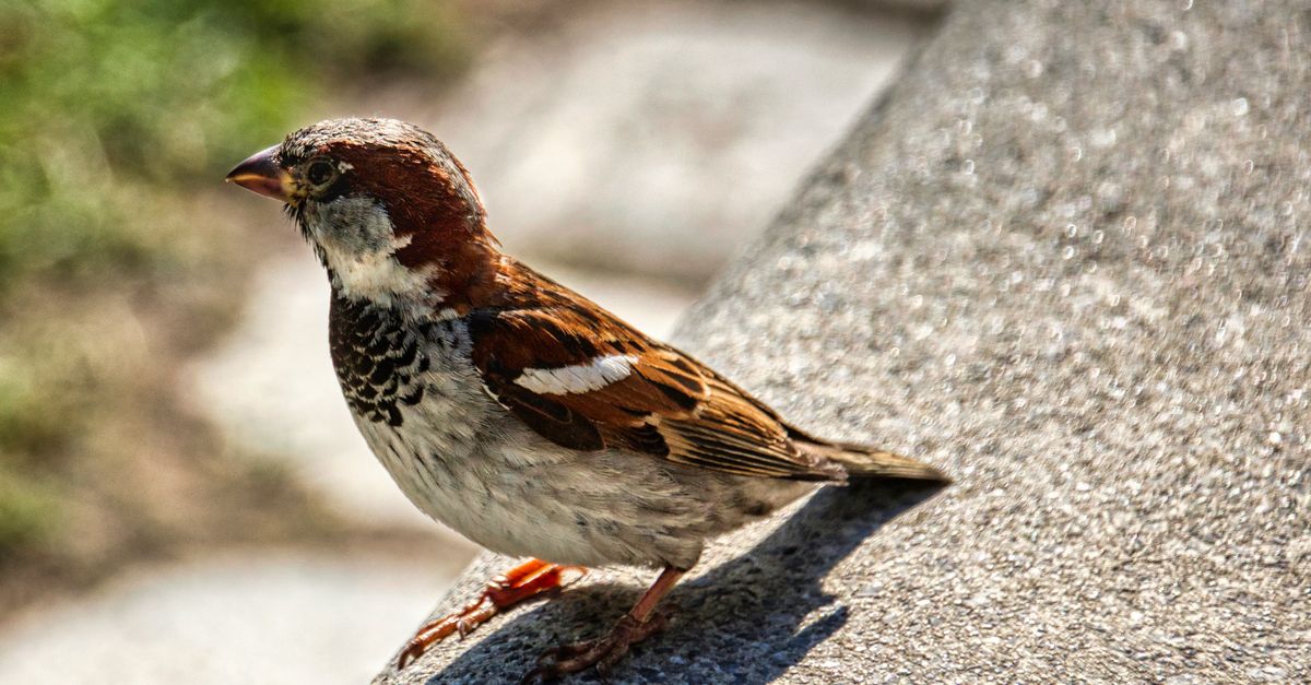 Visual Rbano Bird Close-Up Photo of Brown Bird · Free Stock Photo