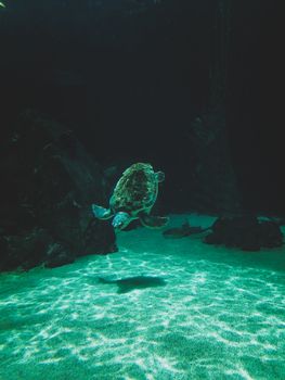A serene view of a sea turtle swimming underwater in Puerto de la Cruz, Spain.