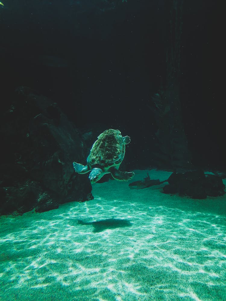 A Turtle Swimming Underwater