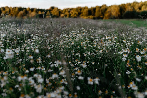 A Field of Wildflowers