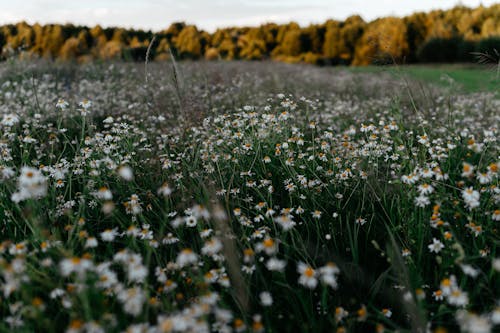 Gratis arkivbilde med åker, blomst, blomsterfotografering