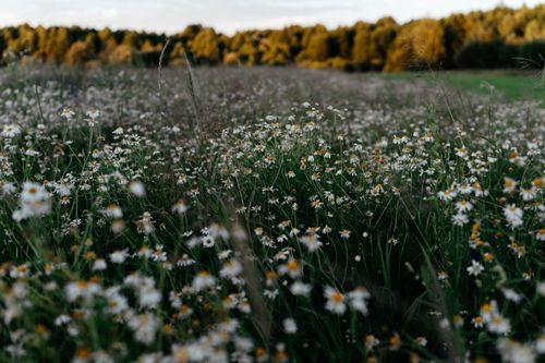 Free A serene chamomile field in bloom under a gentle sunset, capturing nature's tranquil beauty. Stock Photo