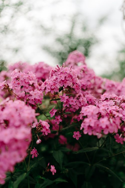 Free A close-up of vibrant pink phlox flowers blooming outdoors, showcasing their delicate petals and natural beauty. Stock Photo
