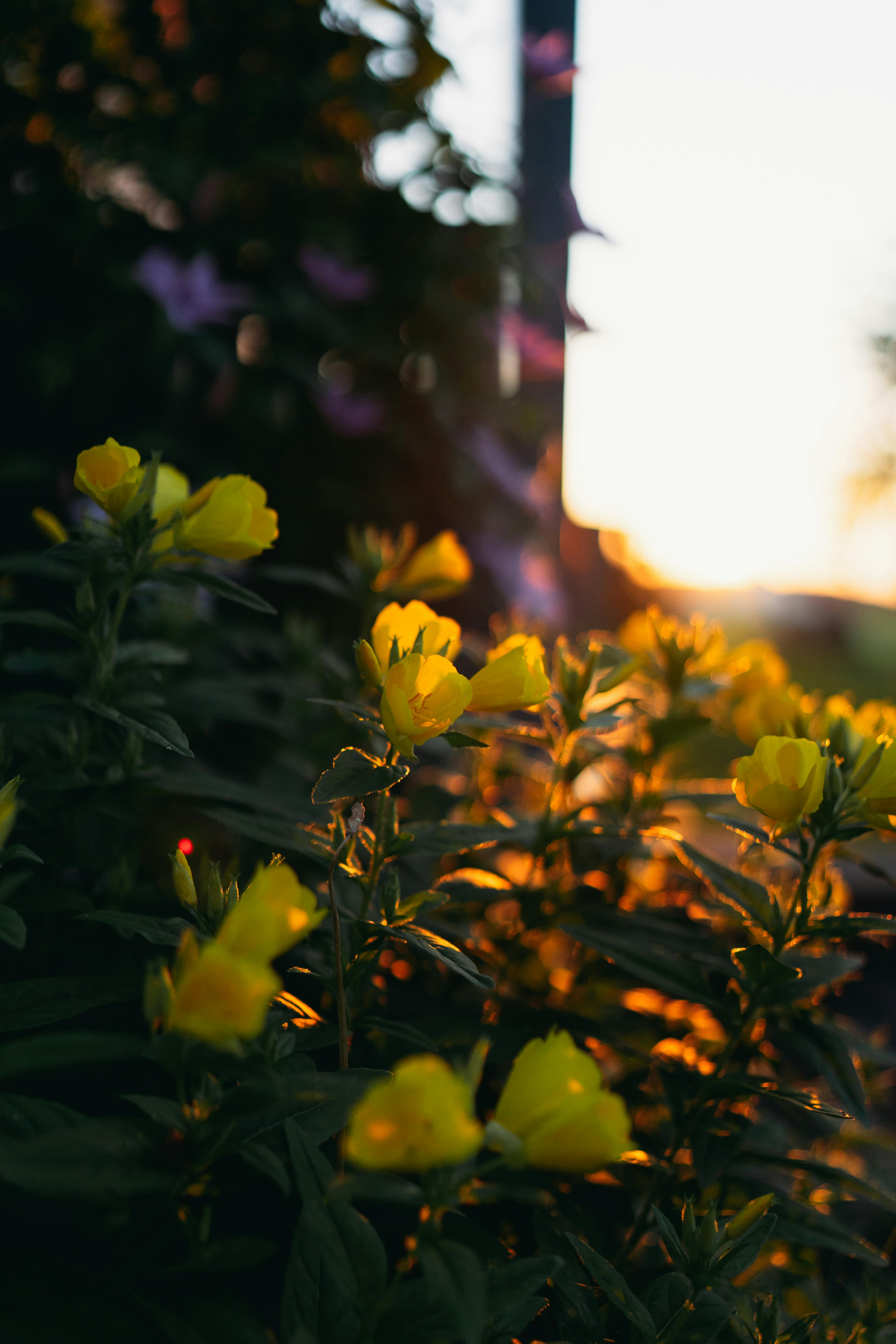 Yellow Flowers in Bloom · Free Stock Photo