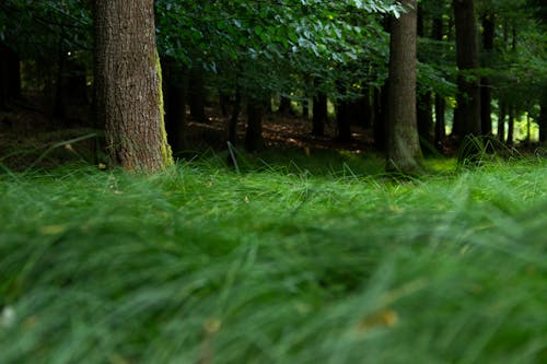 Ingyenes stockfotó erdő, fű, napfény témában