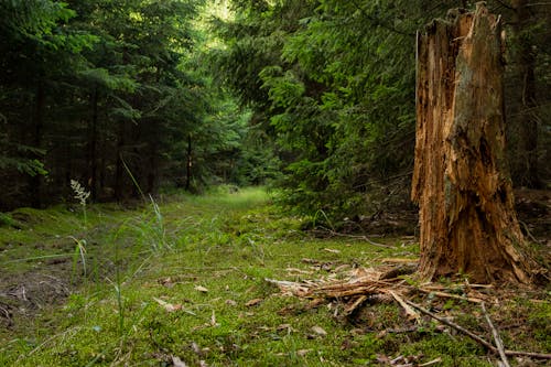 Free stock photo of forest, forest road, grass