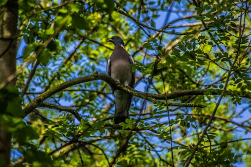 Free stock photo of blue sky, green, natur