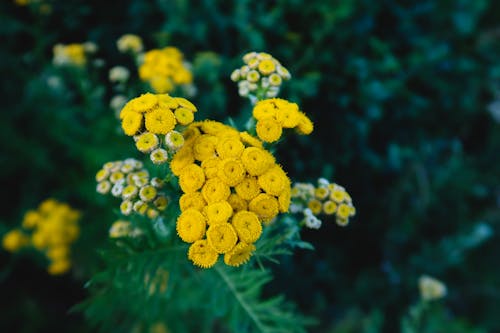 Yellow Flowers With Green Leaves