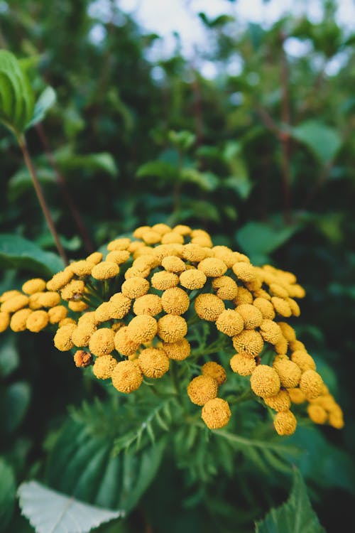 Close-Up Shot of Blooming Yellow Flowers