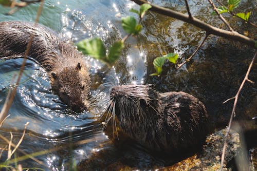 Brown Animals in Water With Green Leaves