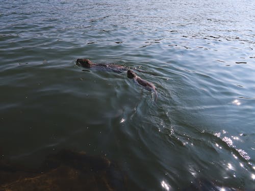 Kostnadsfri bild av coypu familj, coypu i naturen, coypu i vatten