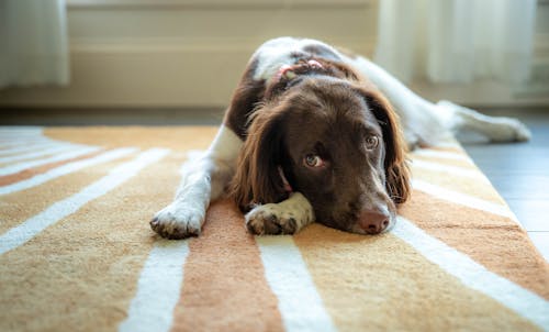 Free Dog Lying Down on Carpet Stock Photo