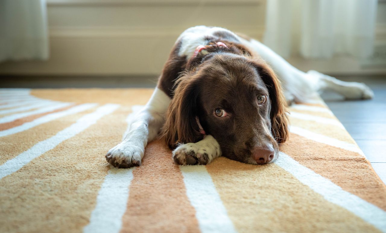 A dog resting on a patterned carpet