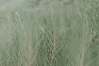 Close up of Green Grass