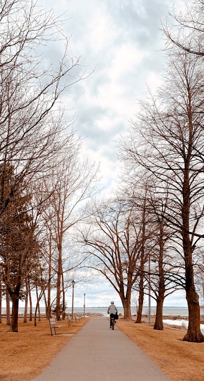 Immagine gratuita di alba, albero, cadere