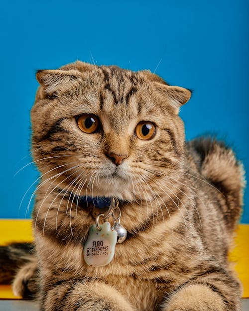 A Brown Tabby Cat in Close-up Shot