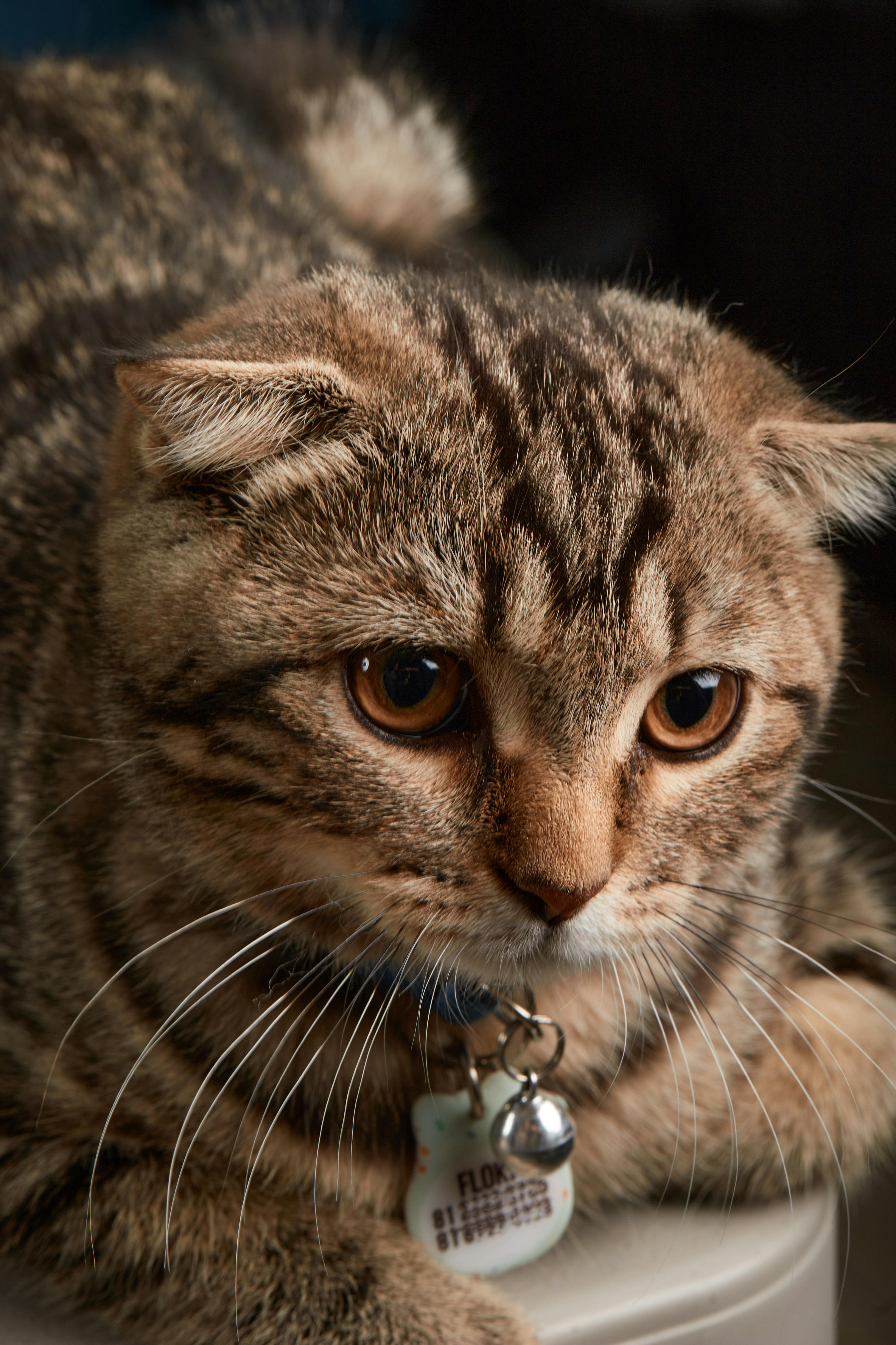 close up shot of a scottish fold cat