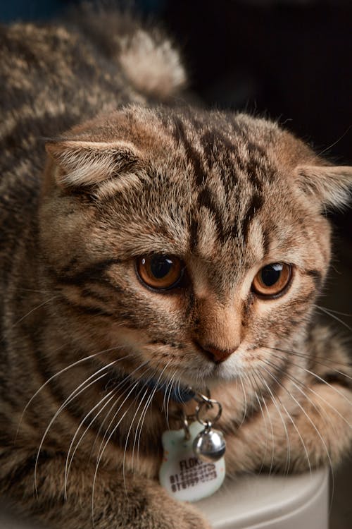 Close-Up Shot of a Scottish Fold Cat
