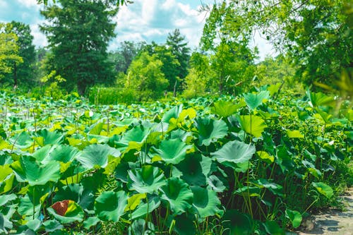 Photo of Green Leaves Plants During Daytime