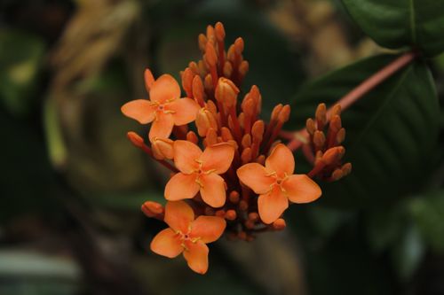 Free Close-up of vivid orange Ixora flowers surrounded by lush greenery. Stock Photo