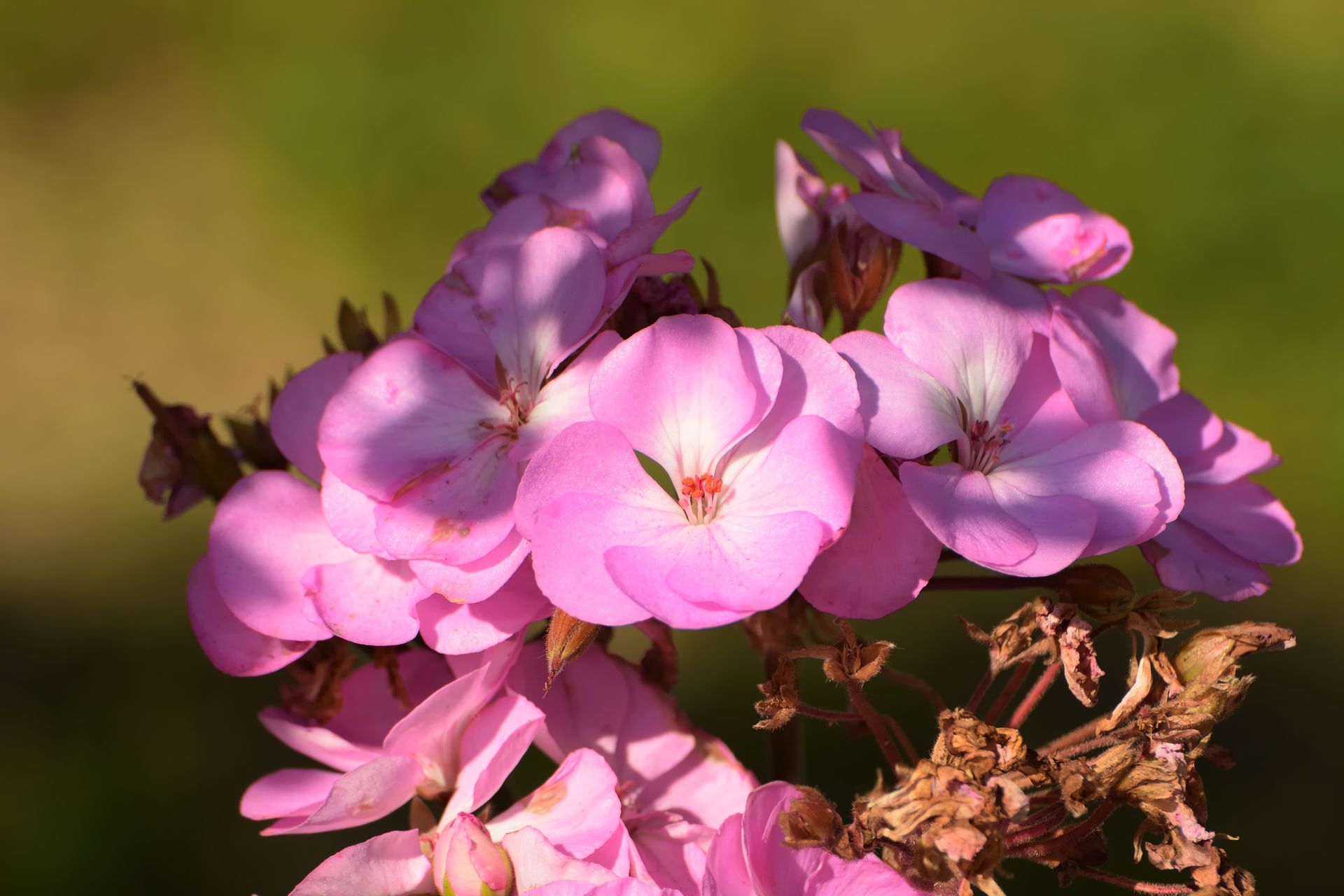 Vibrant close-up of blooming pink phlox flowers in sunlight, showcasing natural beauty and delicate petals.