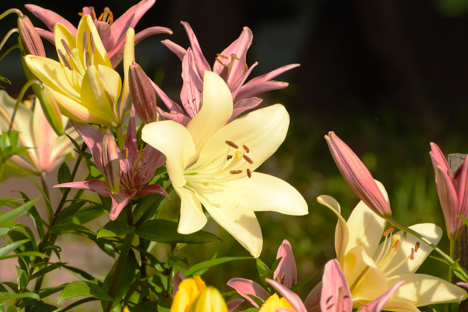 A beautiful capture of yellow and pink lilies blooming in a sunny garden.