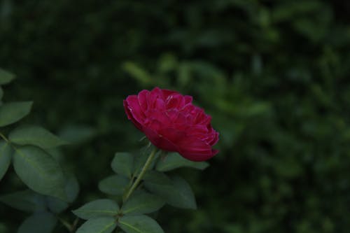 beautiful rose flowers