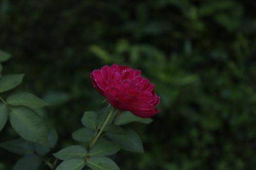 beautiful rose flowers