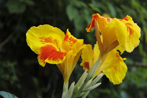 Δωρεάν στοκ φωτογραφιών με cannas, κίτρινη, λουλούδι