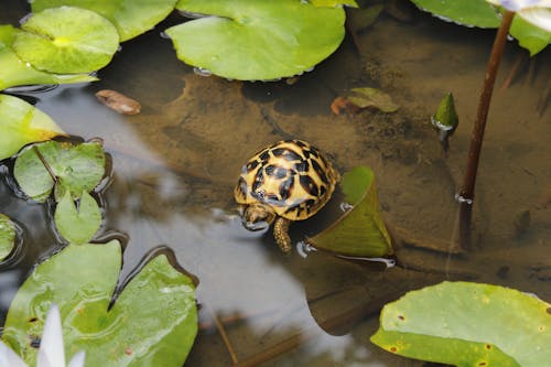 Tortoise Swimming on Pond Water