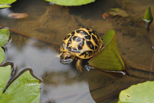 Close-up of an Indian Star Tortoise swimming among lily pads in a pond.