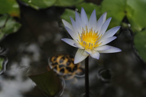 A White Lotus in Bloom