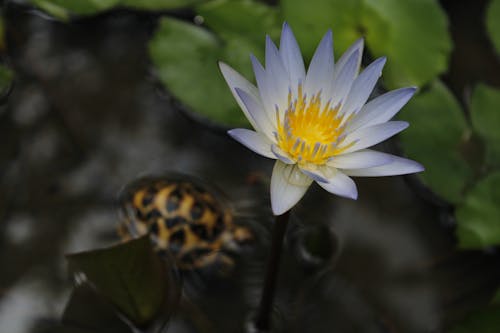 bangkok lotus