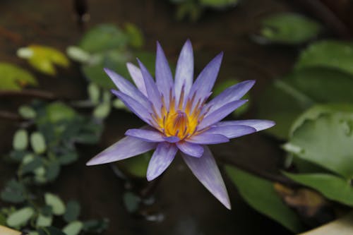 Close-Up Shot of a Blooming Egyptian Lotus
