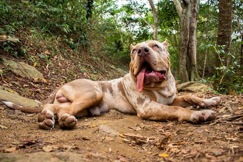 Free Brown Short Coated Dog Lying on Brown Soil Stock Photo