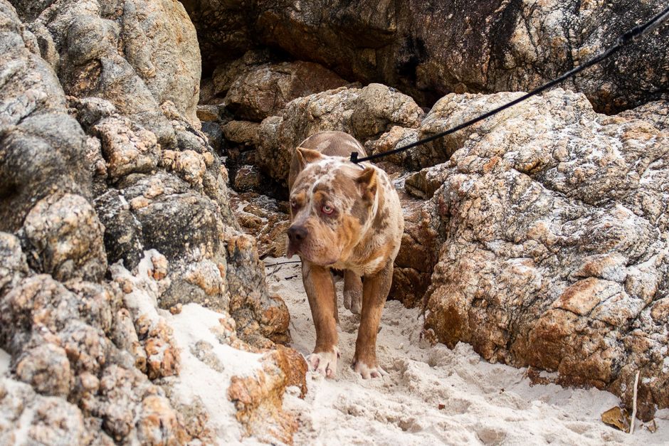 Pitbull dog walking on a sandy beach surrounded by large rocks, on a leash.