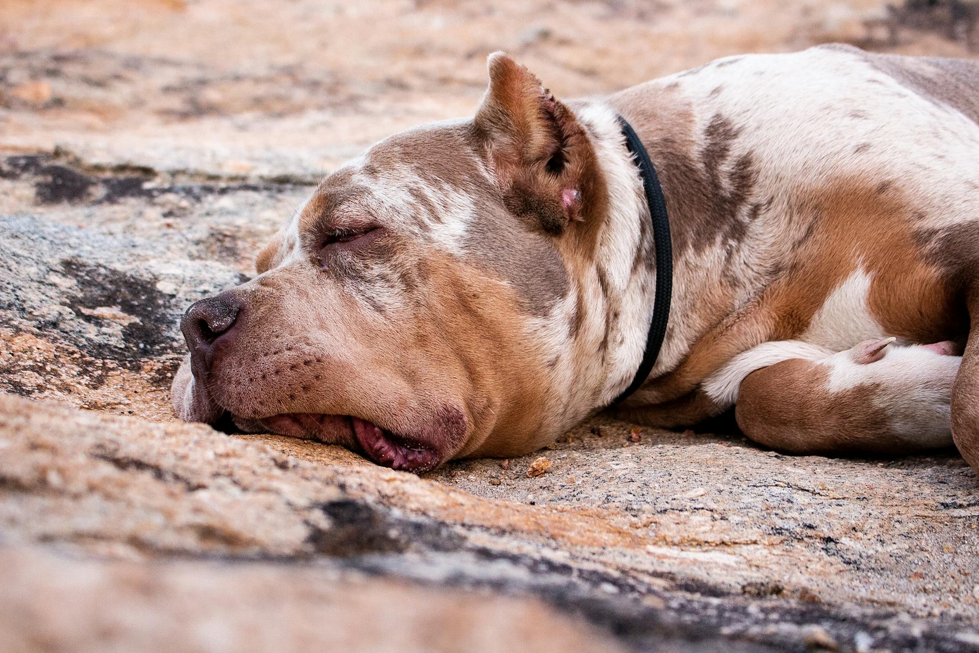 Une photo d'un pit-bull qui dort