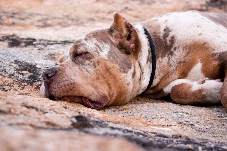 Photograph Of A Pit Bull Sleeping