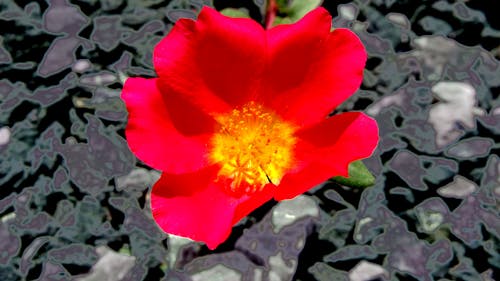 Red Portulaca