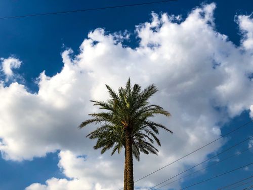 Free A tall date palm tree under a bright blue sky with fluffy clouds. Stock Photo