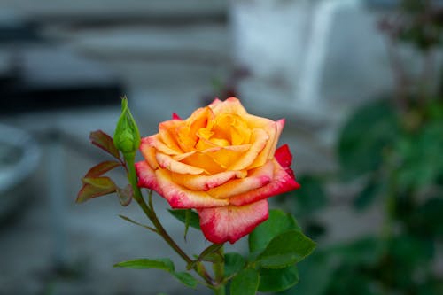 Close-Up Shot of a Blooming Hybrid Tea Rose
