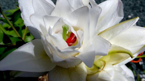 Gratis lagerfoto af hvid, liljer, sommer