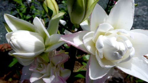 Gratis lagerfoto af hvid, liljer, sommer