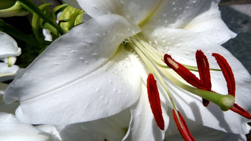 lilies in the summer