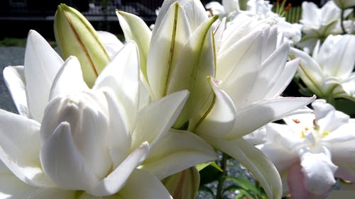 lilies in the summer