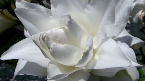 Kostenloses Stock Foto zu lilien, sommer, weiß
